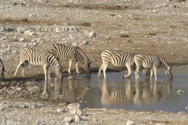 Çölde bir grup zebra.