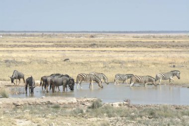 Gölün sularındaki bir zebranın güzel bir görüntüsü.
