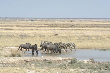 Kenya bozkırında vahşi at sürüsü.