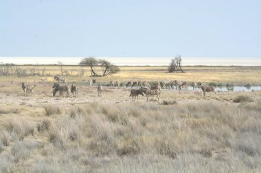 Savanada vahşi bir hayvan sürüsü