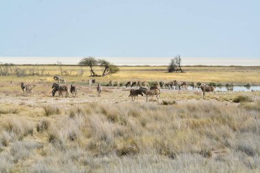 Namibya 'da kuru çölde yürüyen bir grup Afrikalı fil.