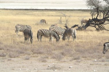 Afrika bozkırındaki bozkırda zebra.