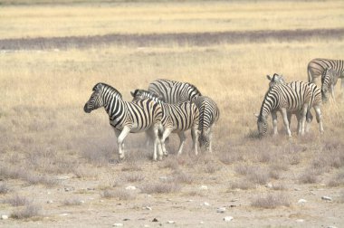 Güneşli bir günde kuru bir çimenlikte zebra.