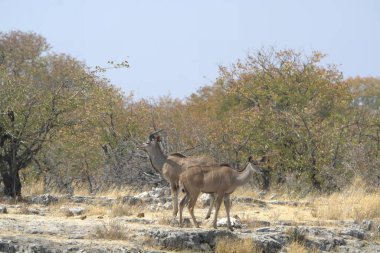 Afrika, Afrika 'da vahşi geyik hayvanları