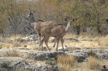Savanada bir çift vahşi hayvan