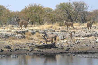 Su birikintisi, Etoşa Milli Parkı