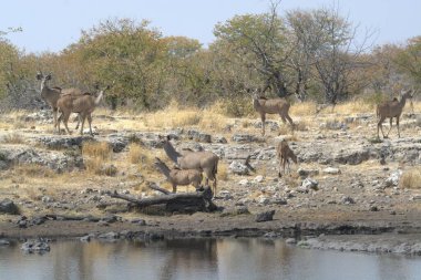 Etoşa, Namibya, Afrika 'daki ulusal parktaki bir su birikintisindeki su birikintisi..