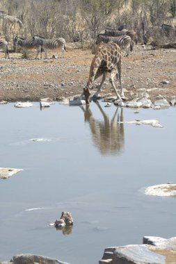 Afrika fili içme suyu