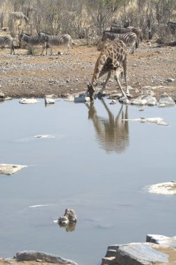 Namibya 'da Etoşa' da bir su birikintisinde zürafa.