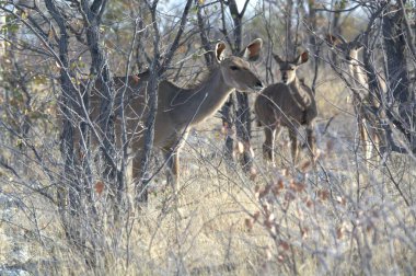 Kızıl geyik (cervus elaphus), ulusal parkta vahşi bir yaşam alanında bulunan erkek geyik..