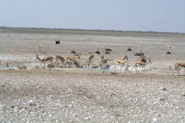 Doğanın güzel manzarası