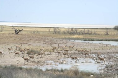 Kenya 'da vahşi hayvanlarla dolu güzel bir Afrika savanı.