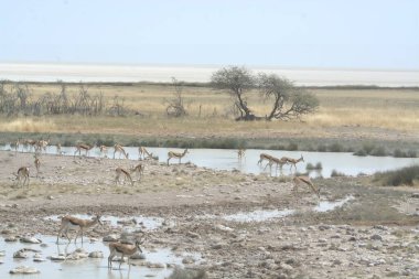 Etoşa Ulusal Parkı, Namibya 'daki su birikintisinde vahşi sular.