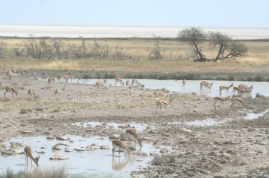 Afrika bozkırlarında vahşi at sürüsü. etosha parkı, namibya