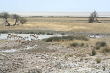 Savanadaki vahşi geyik sürüsü.