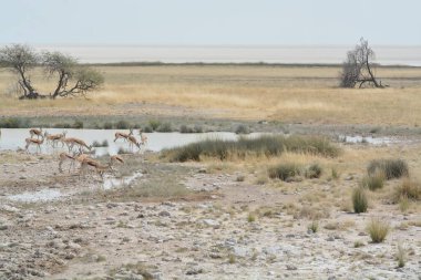 Çöldeki beyaz bir kurdun güzel manzarası.