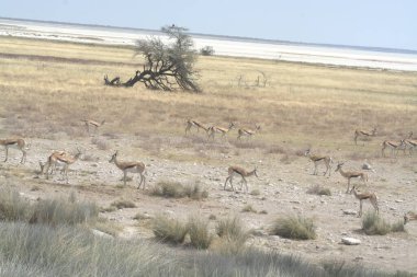 Ormandaki geyik sürüsü, doğa faunası, vahşi yaşam.