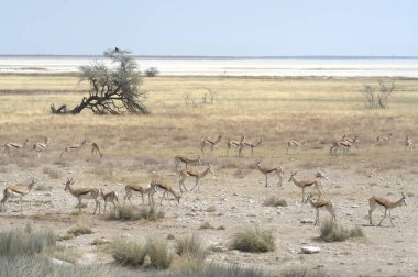 Etoşa Ulusal Parkı, Namibya 'da savanda yürüyen bir grup Afrikalı geyik..