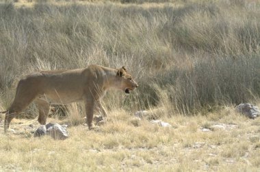 Aslan (panthera leo) Kuzey İsrail 'de savanda