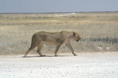 Aslan yerde koşuyor.