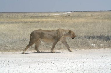 Namibya 'daki Etoşa Ulusal Parkı' nda kuru çimlerde yürüyen bir aslan.