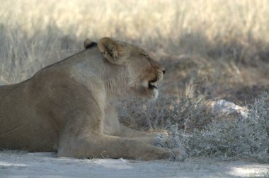 Çimlerde bir dişi aslanın yakın çekimi.