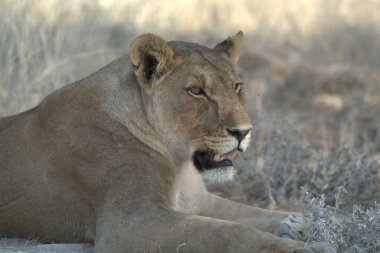 Güney Afrika bozkırında dişi aslan (panthera leo)