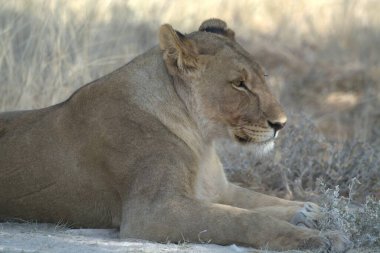 Afrika 'nın bozkırındaki aslan