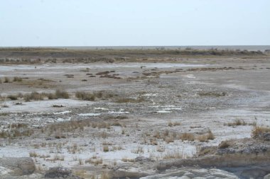Çölde tuz ve tuz