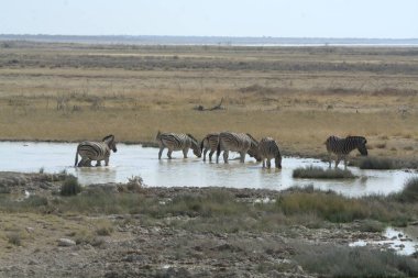 Sudaki bir grup hayvan.