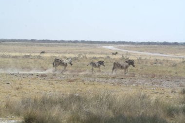 Etoşa Ulusal Parkı 'ndaki vahşi hayvanlar, namibya.