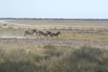 Çöldeki deve sürülerinin güzelliği.