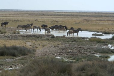 Sudaki bir grup vahşi hayvan.