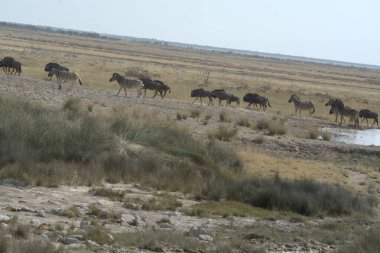 Çölde bir at sürüsü