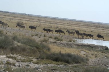 Afrika bozkırlarında vahşi atlar