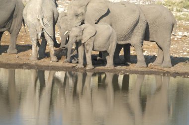 Suda bir fil sürüsü