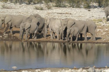 Elephant in National Park, Güney Afrika