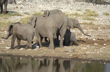 Afrika vahşi filleri su birikintisindeki su birikintisinde içiyor Etoşa Ulusal Parkı, Namibya. Afrika