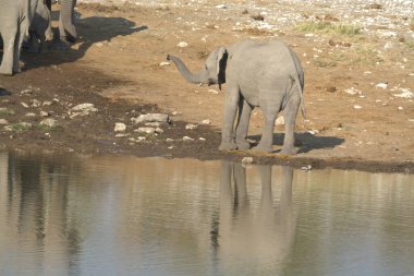 Afrika savanasındaki filler