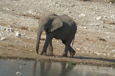 Afrika fili (lodonta africana) içme suyu