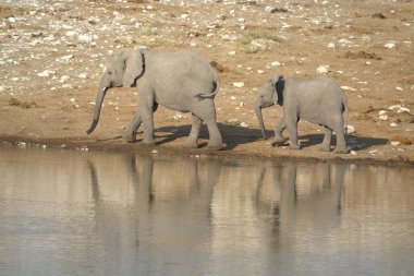 Kumlu bir sahilde su içen iki filin yakın plan çekimi.