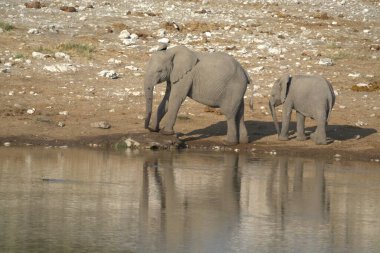 Bir su birikintisi içinde fil içme