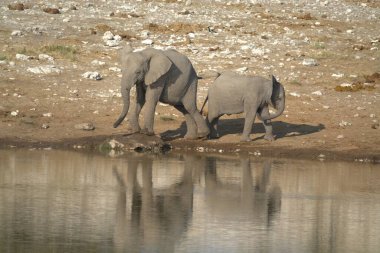 Gölün sularındaki fil.