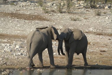 Hayvanat bahçesindeki fil