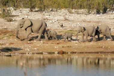 Afrika savanındaki fil, Afrika