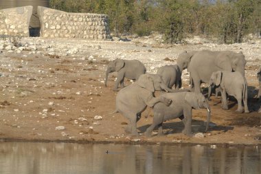 Hayvanat bahçesindeki filler.
