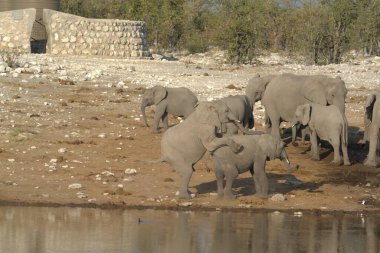 Afrika bozkırında bir grup fil.