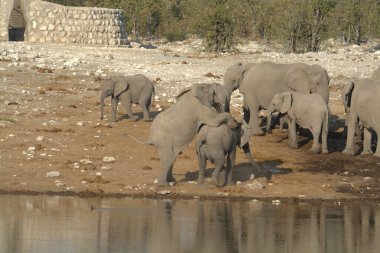 Kenya savanındaki filler