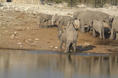 Namibya 'daki Etoşa Ulusal Parkı' ndaki filler