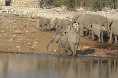 Su akıntısındaki filler